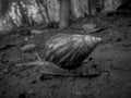 B/W lonely Snail