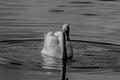 B&W Mute Swan