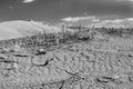 B&W of plants in sand. Royalty Free Stock Photo