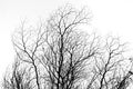 B&W Tree Branch against Sky Royalty Free Stock Photo