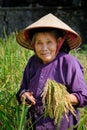 Ba Be Lakes / Vietnam, 02/11/2017: Smiling local Vietnamese woman with conical hat harvesting rice in a field