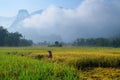 Ba Be Lakes / Vietnam, 04/11/2017: Traditional Vietnamese woman with conical hat harvesting rice in front of mist covered karst