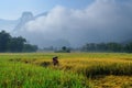 Ba Be Lakes / Vietnam, 04/11/2017: Traditional Vietnamese woman with conical hat harvesting rice in front of mist covered karst