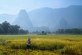 Ba Be Lakes / Vietnam, 04/11/2017: Traditional Vietnamese woman with conical hat harvesting rice in front of mist covered karst