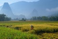 Ba Be Lakes / Vietnam, 04/11/2017: Traditional Vietnamese woman with conical hat harvesting rice in front of mist covered karst