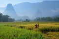 Ba Be Lakes / Vietnam, 04/11/2017: Traditional Vietnamese woman with conical hat harvesting rice in front of mist covered karst