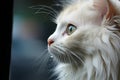 Beautiful Close-up Portrait of a Pensive White Cat Contemplating the Expansive Horizon