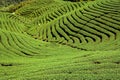 Ba Gua Tea garden in Taiwan Royalty Free Stock Photo