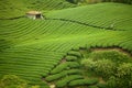 Ba Gua Tea garden in Taiwan Royalty Free Stock Photo