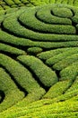 Ba Gua Tea garden in Taiwan Royalty Free Stock Photo