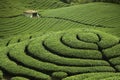 Čaj záhrada v 