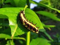 Ba quiescent insect pupa especially of a butterfly or moth in thailand