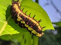 Ba quiescent insect pupa especially of a butterfly or moth in thailand