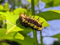 Ba quiescent insect pupa especially of a butterfly or moth in thailand