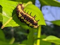 Ba quiescent insect pupa especially of a butterfly or moth in thailand