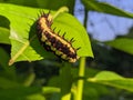 Ba quiescent insect pupa especially of a butterfly or moth in thailand