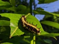 Ba quiescent insect pupa especially of a butterfly or moth in thailand