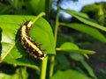 Ba quiescent insect pupa especially of a butterfly or moth in thailand