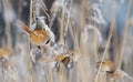 Baardman, Bearded Tit, Panurus biarmicus Royalty Free Stock Photo