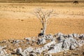 Bab Boudir, Morocco - October 17, 2013. Old moroccan man sitting in the shadow of dead tree Royalty Free Stock Photo