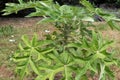 Babaco or champagne fruit or carica pentagona plant