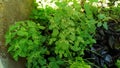 Babadotan IS green plants beautiful Royalty Free Stock Photo