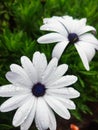 Babandasia.White and purple hybrid flowers