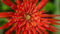 Babandesiya flower close-up macro shot overhead view, Bokeh background Royalty Free Stock Photo