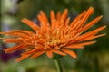 Babandesiya flower close-up macro shot, Side view with natural bokeh background Royalty Free Stock Photo