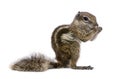 Babary Ground Squirrel, Atlantoxerus Getulus, stan
