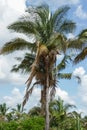 Babassu Palm in Piaui, Brazil Royalty Free Stock Photo