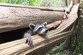 Baby raccoon in Costa Rica Royalty Free Stock Photo