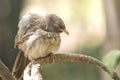 Babbler