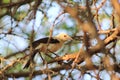 Babbler, Pied Southern - Purity