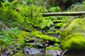 Babbling brook, water running from a waterfall over mossy rocks, fallen trees and ferns