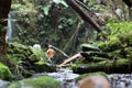 Babbling brook, water running from a waterfall over mossy rocks, fallen trees and ferns