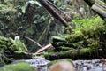 Babbling brook, water running from a waterfall over mossy rocks, fallen trees and ferns