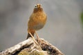 Babbling thrush