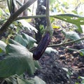 Babby eggplant