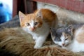 Babby kittens sleeping on sheep fur close by a woodstove .