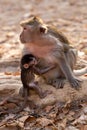 Babby Monkey and Momma