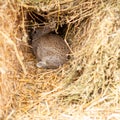 Babby rabbit in hays