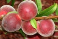 Babcock White Peach, Prunus persica `Babcock`