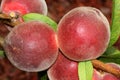 Babcock White Peach, Prunus persica `Babcock`