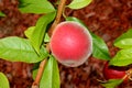 Babcock White Peach, Prunus persica `Babcock`