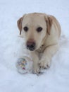 Babe Labrador Royalty Free Stock Photo