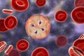 Babesia parasites inside red blood cell, the causative agent of babesiosis