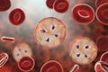 Babesia parasites inside red blood cell, the causative agent of babesiosis