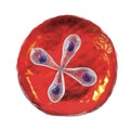 Babesia parasites inside red blood cell, the causative agent of babesiosis Royalty Free Stock Photo