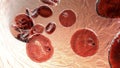 Babesia parasites inside red blood cell, the causative agent of babesiosis Royalty Free Stock Photo